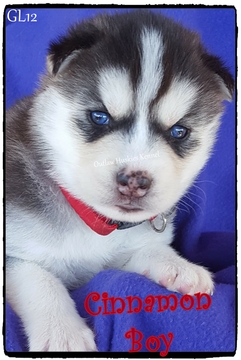 Medium Photo #1 Siberian Husky Puppy For Sale in QUINLAN, TX, USA