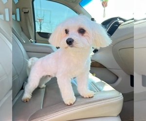 Father of the Maltipoo (Toy) puppies born on 06/19/2026