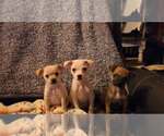 Small Photo #3 Chihuahua-Unknown Mix Puppy For Sale in Aurora, IN, USA
