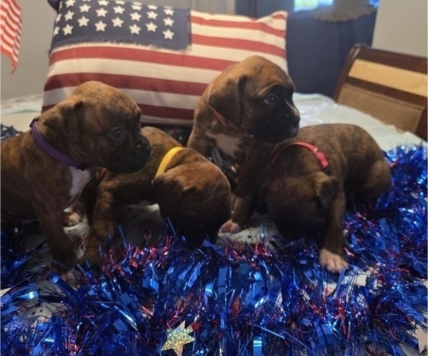 Medium Photo #2 Boxer Puppy For Sale in FORT MYERS, FL, USA