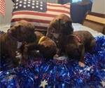 Small #1 Boxer