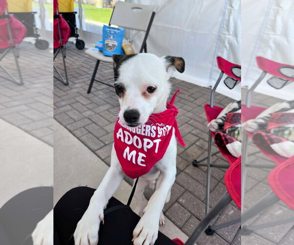 Medium Photo #14 Rat-Cha Puppy For Sale in Grafton, WI, USA