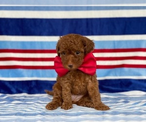Poodle (Toy) Puppy for sale in LANCASTER, PA, USA