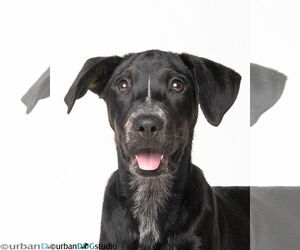 Labrador Retriever-Unknown Mix Dogs for adoption in Tampa, FL, USA