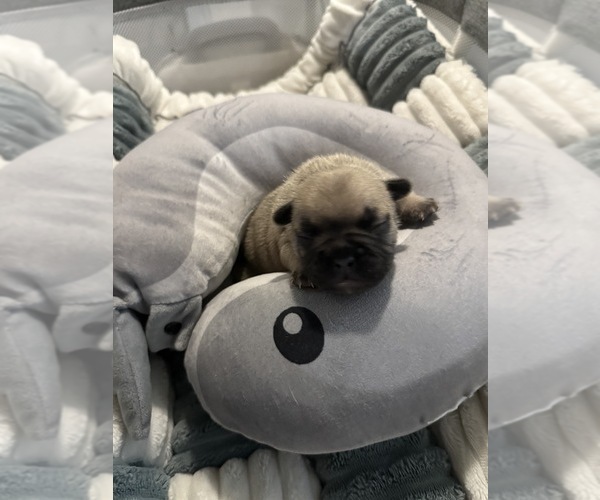 Medium Photo #5 French Bulldog Puppy For Sale in OPP, AL, USA
