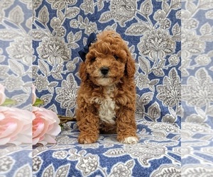 Cavapoo-Poodle (Miniature) Mix Puppy for sale in NEW PROVIDENCE, PA, USA