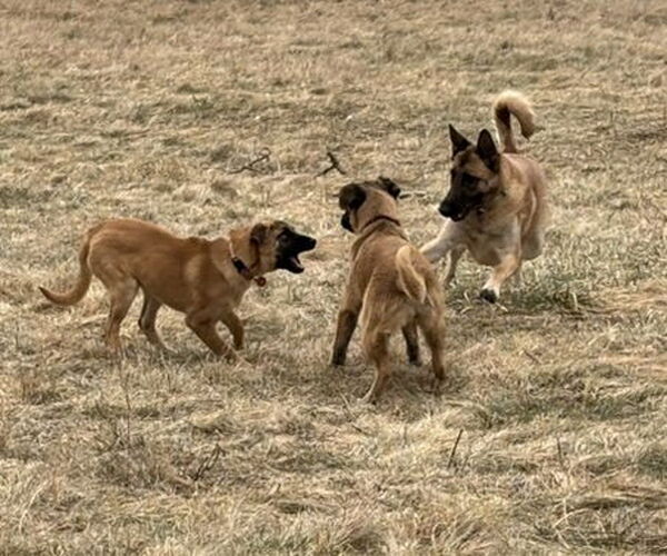 Medium Photo #7 German Shepherd Dog Puppy For Sale in Seattle, WA, USA
