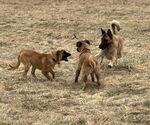 Small #6 German Shepherd Dog