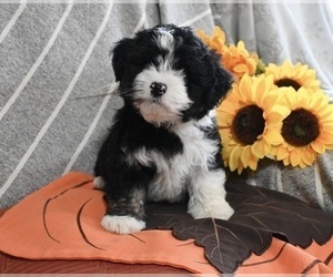 Aussiedoodle Miniature  Puppy for sale in FREDERICKSBURG, OH, USA
