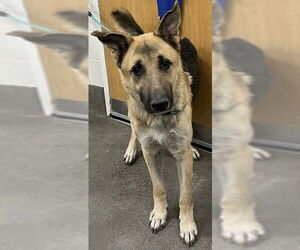 German Shepherd Dog Dogs for adoption in Forestville, MD, USA