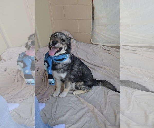 Medium Photo #2 Alaskan Malamute-Unknown Mix Puppy For Sale in McKinney, TX, USA