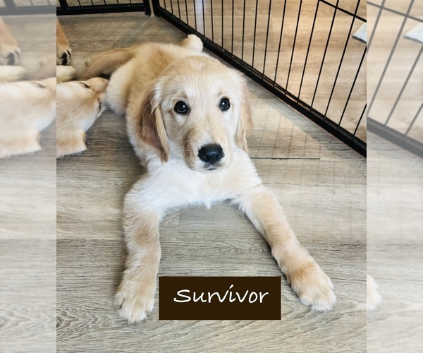Medium Photo #3 Golden Retriever Puppy For Sale in HAMPSTEAD, NC, USA