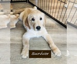 Small #2 Golden Retriever