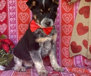 Australian Cattle Dog Puppy for sale in LANCASTER, PA, USA