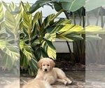 Puppy Honey Goldendoodle