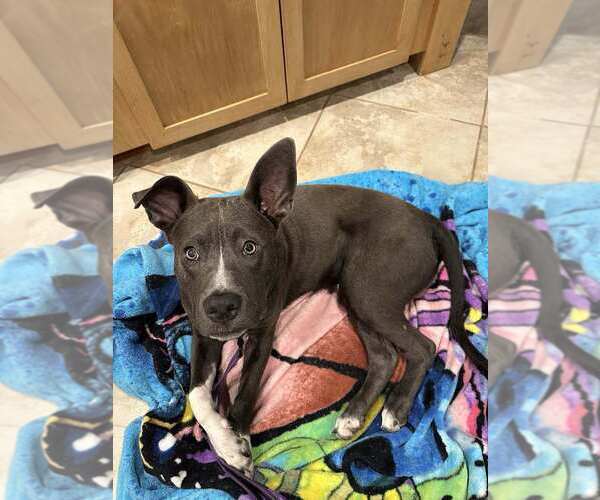 Medium Photo #6 American Pit Bull Terrier-Unknown Mix Puppy For Sale in La Verne, CA, USA
