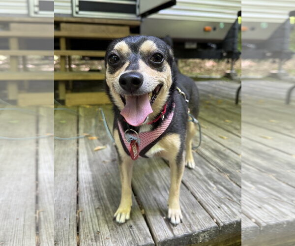 Medium Photo #2 Chiweenie Puppy For Sale in Wakefield, RI, USA