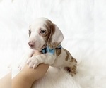 Small #6 Dachshund