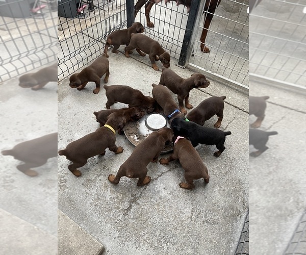 Medium Photo #6 Doberman Pinscher Puppy For Sale in HIALEAH, FL, USA