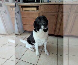 Mutt Dogs for adoption in Vail, AZ, USA