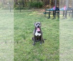Small #5 American Pit Bull Terrier-Labrador Retriever Mix