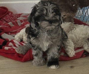 Cavapoo Puppy for sale in COLUMBIA, TN, USA