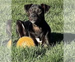 Small #6 American Pit Bull Terrier Mix
