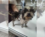 Small #2 Shih Tzu Mix