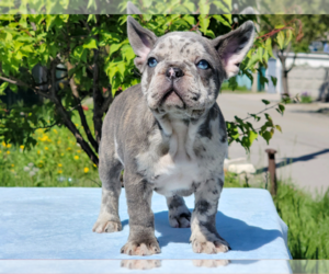 Schnauzer (Miniature) Puppy for sale in BOSTON, MA, USA