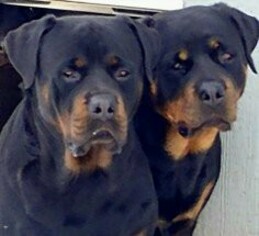 Father of the Rottweiler puppies born on 02/08/2019