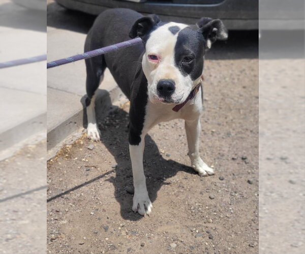 Medium Photo #4 Boxer-Unknown Mix Puppy For Sale in Monte Vista, CO, USA