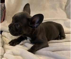 French Bulldog Puppy for sale in JOHNS ISLAND, SC, USA