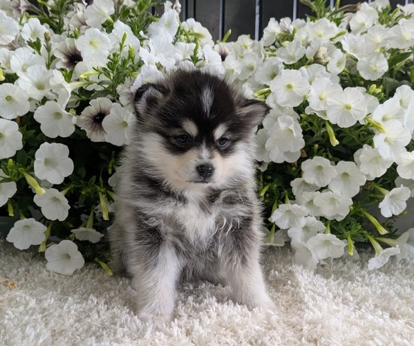 Medium Photo #29 Pomsky Puppy For Sale in GOSHEN, IN, USA