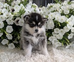 Small #6 Pomsky