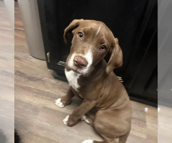 Medium Photo #1 Great Dane-Unknown Mix Puppy For Sale in Ball Ground, GA, USA