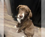 Small Great Dane Mix