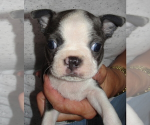 Boston Terrier Puppy for sale in BEND, OR, USA