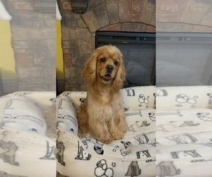Cocker Spaniel Dogs for adoption in WAYLAND, MA, USA