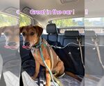 Small #1 Black Mouth Cur-Rhodesian Ridgeback Mix