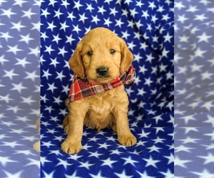 Goldendoodle Puppy for sale in OXFORD, PA, USA