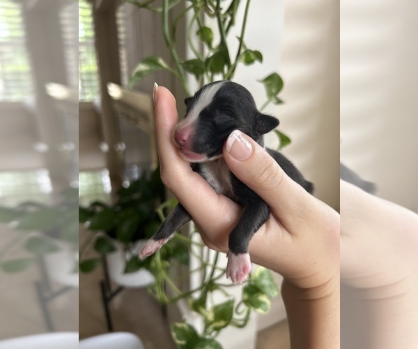 Medium Photo #1 Miniature Australian Shepherd Puppy For Sale in NORTH RICHLAND HILLS, TX, USA