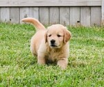 Small Photo #9 Golden Retriever Puppy For Sale in RICHMOND, TX, USA