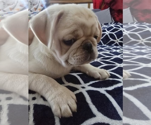 Medium Photo #6 Pug Puppy For Sale in NEW IPSWICH, NH, USA