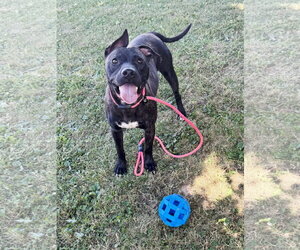 Tango - Male American Staffordshire Terrier-Unknown Mix Dog for Adoption - Photo #4