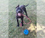 Small #3 American Staffordshire Terrier Mix