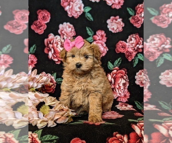 Medium Photo #3 Pookimo Puppy For Sale in QUARRYVILLE, PA, USA