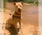 Small Photo #5 American Pit Bull Terrier-Retriever  Mix Puppy For Sale in Kanab, UT, USA