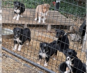 Medium Australian Shepherd