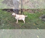 Small Photo #22 Labrador Retriever Puppy For Sale in ATHOL, MA, USA