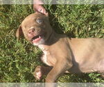 Small #5 Bullboxer Pit